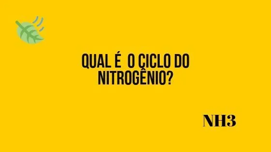 flashcard - memorizar